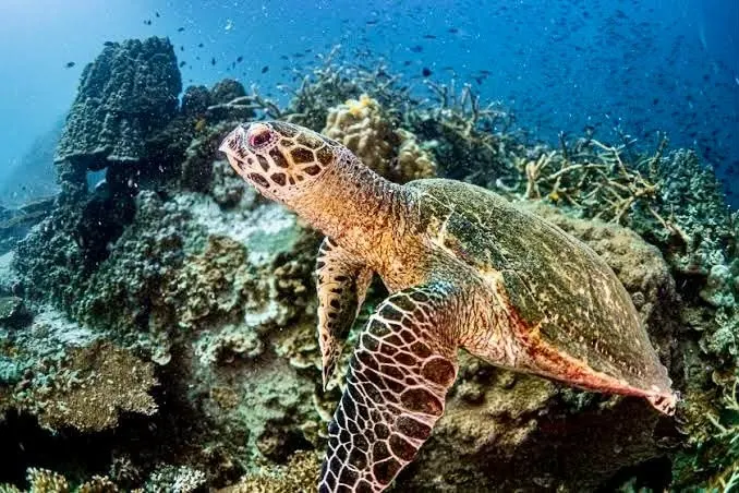 Koh Nangyuan i Koh Tao Katamaran