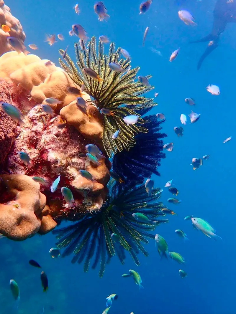 Wyspa Similan