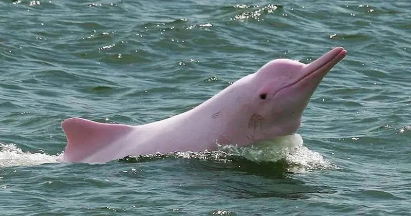 Wycieczka Zwiedzająca Delfiny i Snorkeling — Tajlandia