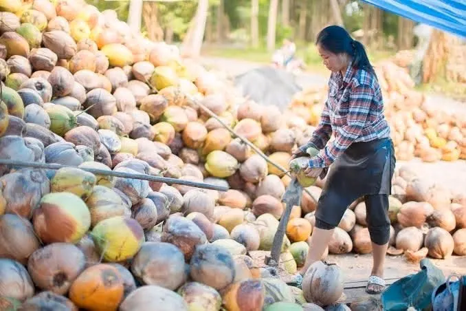 Koh Samui Zwiedzanie i Dżungli