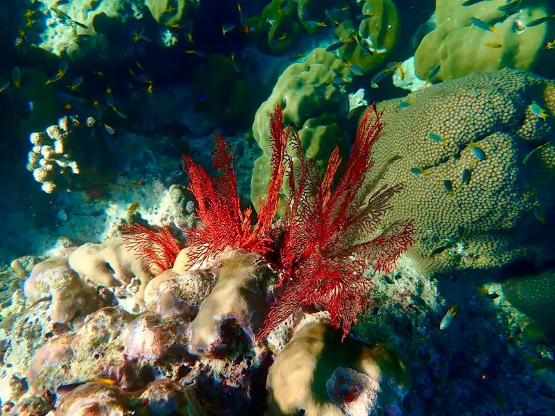 Wyspa Similan