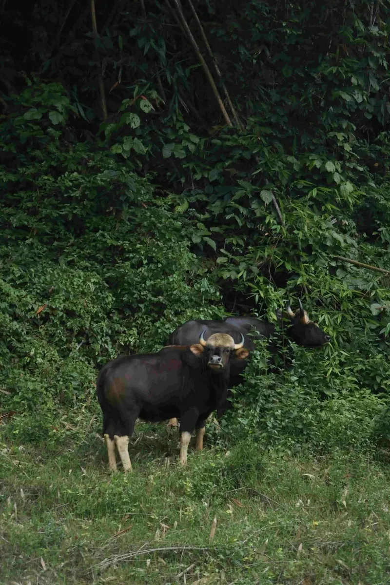 Khao Sok Koralowa jaskinia — Tajlandia