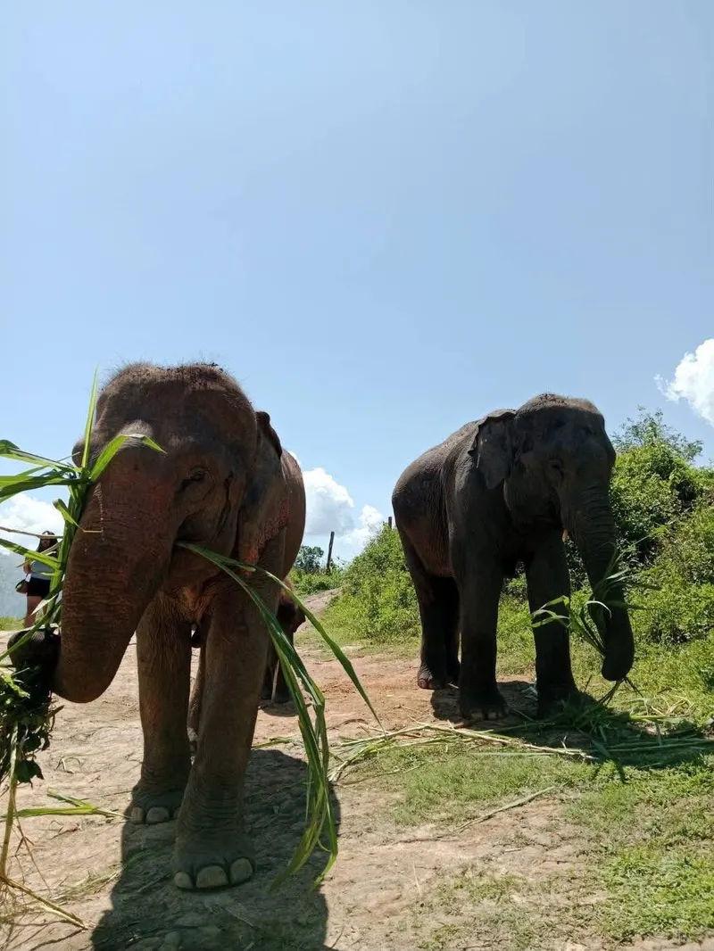 Chiang Mai "Sanktuarium Słoni"