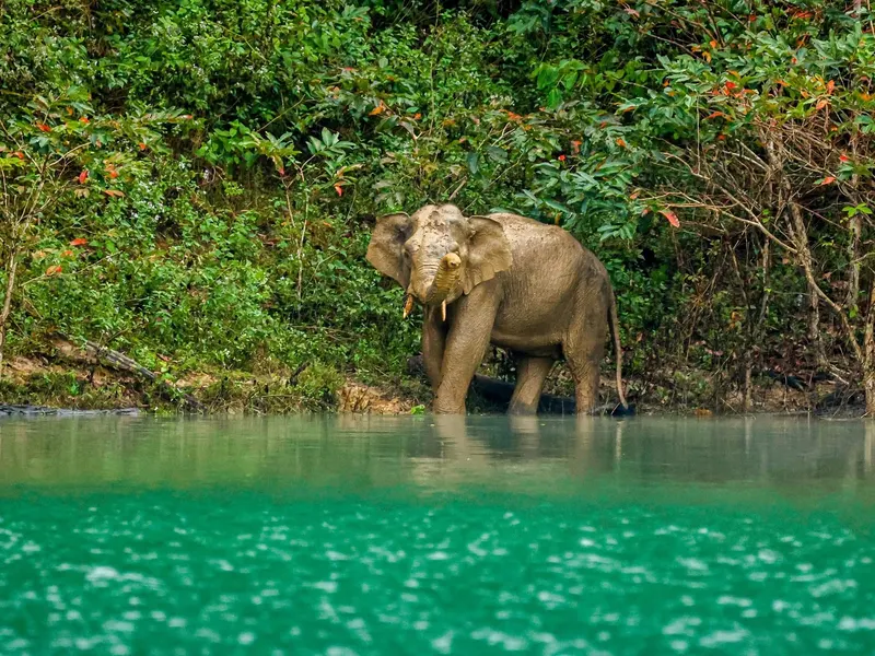 Khao Sok Koralowa jaskinia — Tajlandia