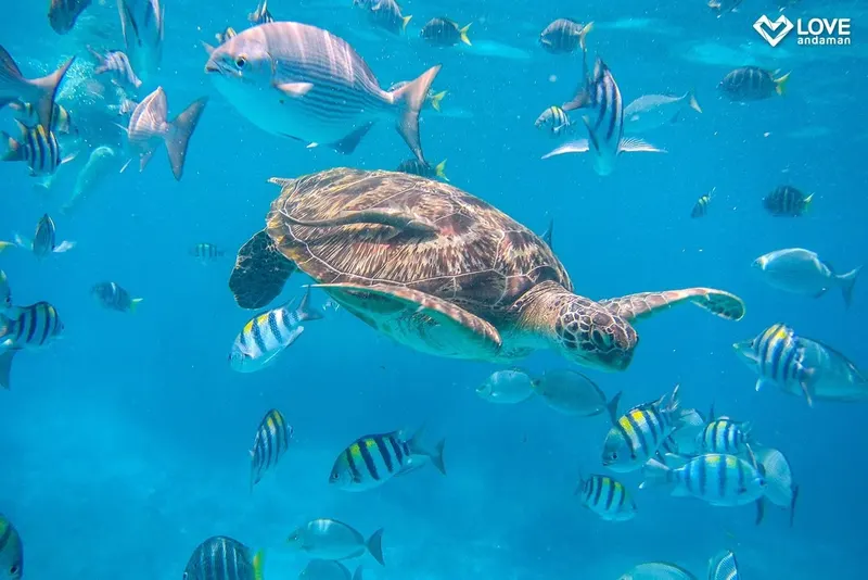 Wyspa Similan — Tajlandia