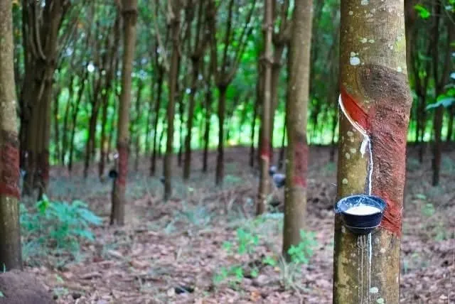 Koh Samui Zwiedzanie i Dżungli