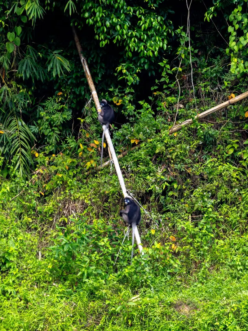 Khao Sok Koralowa jaskinia — Tajlandia